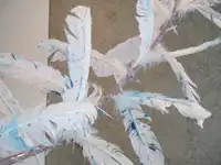 Dispositives d'œufs